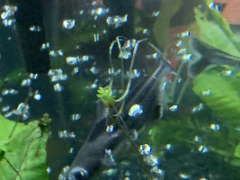 Need Fish ID