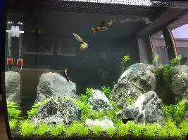 My first planted tank - Fluval Flex 57L