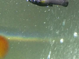 Black Molly with 1 bulging eye