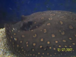 Changed Substrate