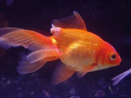 How To Treat This Lesion/Ulcer On My Goldfish?