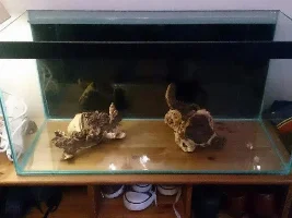 Planting A Tank Whilst Fishless Cycling?
