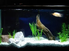 new cichlid pictures