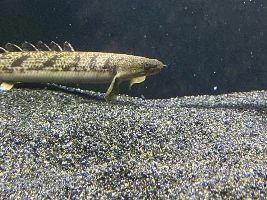 Some random pics of my bichirs