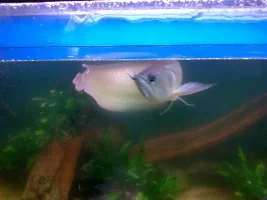 My Mates Arowana