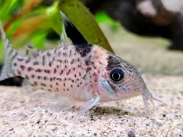 Cories, lots of cories.