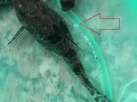 Questionable Corydoras Lump