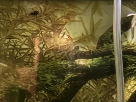 Swarm of bees… Rhinotocinclus Isabelae new since 2022