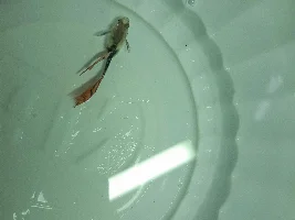HELP ,MY GUPPY GETS SICK AND I DON'T KNOW WHAT TO DO