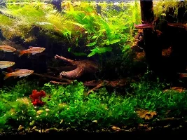 My Managerie of Tanks