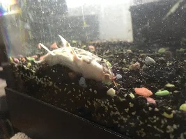YoYo loach - upside down and about to die?