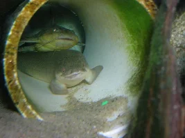 My Cool Fish