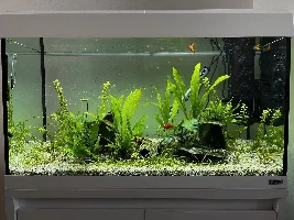 Tank issues crushing my enthusiasm - help needed