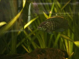 My Rio 300