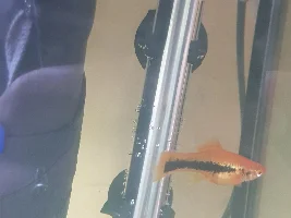 Guppy pregnant