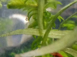 P. furcatus just days old