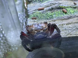 Not sure what’s happing with my red claw crab and I’m freaking out.!!!