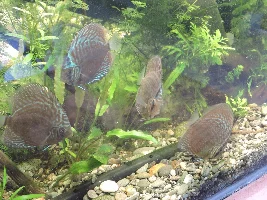 Discus Rediscovered