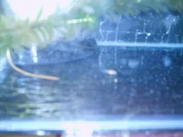 Cory Fry About 2 Weeks Old. Need Advice Please
