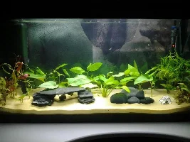 Thoughts On My Tank.?