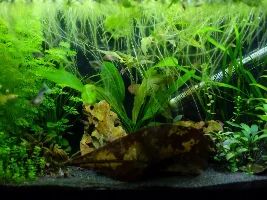 Re-starting 15 gallon, 1st time with sand