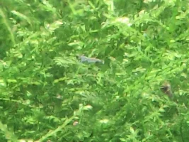 My first ever tank!