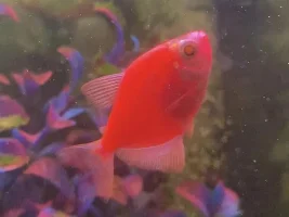 GloFish Tetra Emergency