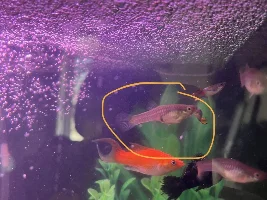 Guppy Female Endler Protrusion