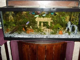 Betta Splendens Caresheet