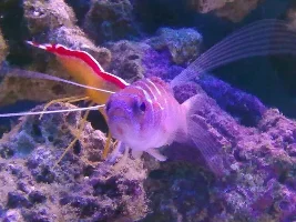 Want To Show Off My Marine Tank