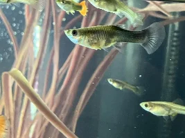 Guppy now poops through a hole in her side but seems happy