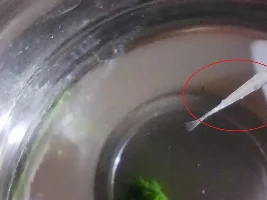 Tiny white/grey dots and patches [livebearers]