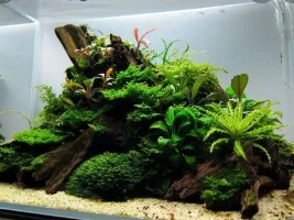 Moss and bogwood
