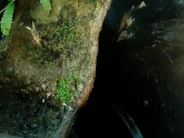 340 Liter Paludarium: East Rift Valley, Taiwan Biotope