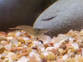 Nano Tank Ideas