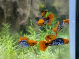 Thoughts on 3-5 small guppies in 6 gallon