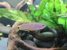 Peacock gudgeon photos