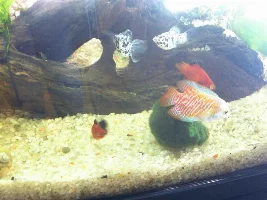 My Journey To Fish Keeping...