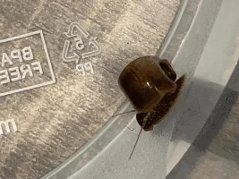 2nd opinion on snail ID