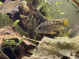 20 Gallon Long University tank