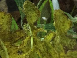 Quest for plakat fry