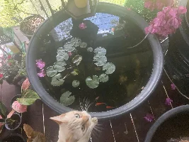 Show us your cat/s!