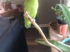 Kiwi and Avocado (Ava)