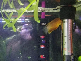 White on fins, thick lipped Gourami