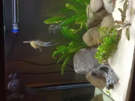 Increasing Flow With A Powerhead - Best Positioning?