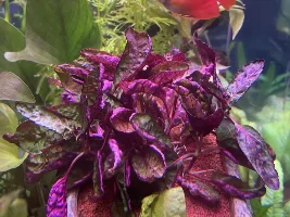 Water plant ID
