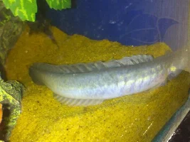 Whats Wrong With My Dragon Goby?