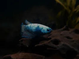 F.O.M.L. Fish Of My Life……photo list of happiness