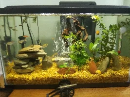 My 10 gallon tank