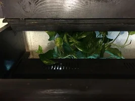 My Pothos Plant, Hornwort And Sunset Gouramie